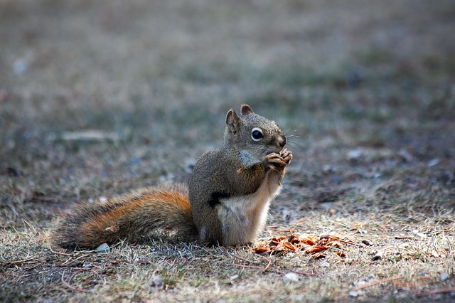 Squirrel Removal Services Oklahoma City