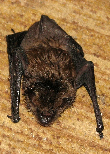 Bat removal services in Oklahoma City