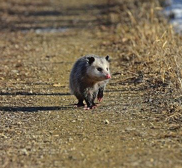 Opossum removal services Oklahoma City