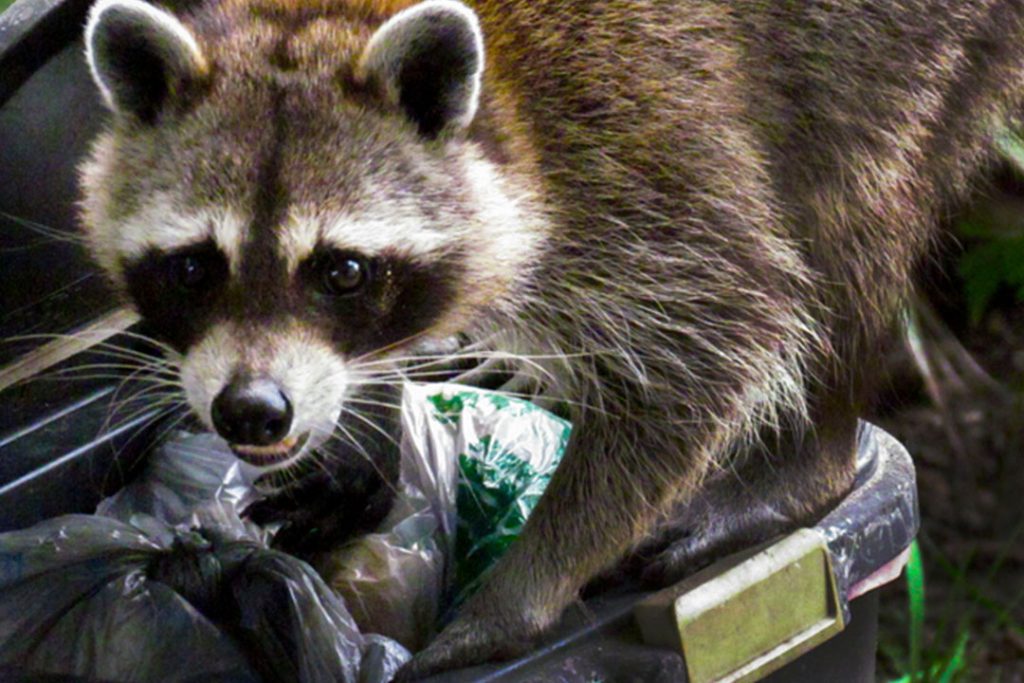 Racoon caught by Wildlife X Team Oklahoma City.