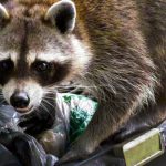 Racoon caught by Wildlife X Team Oklahoma City.