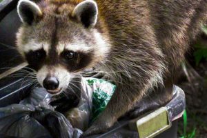 Racoon caught by Wildlife X Team Oklahoma City.