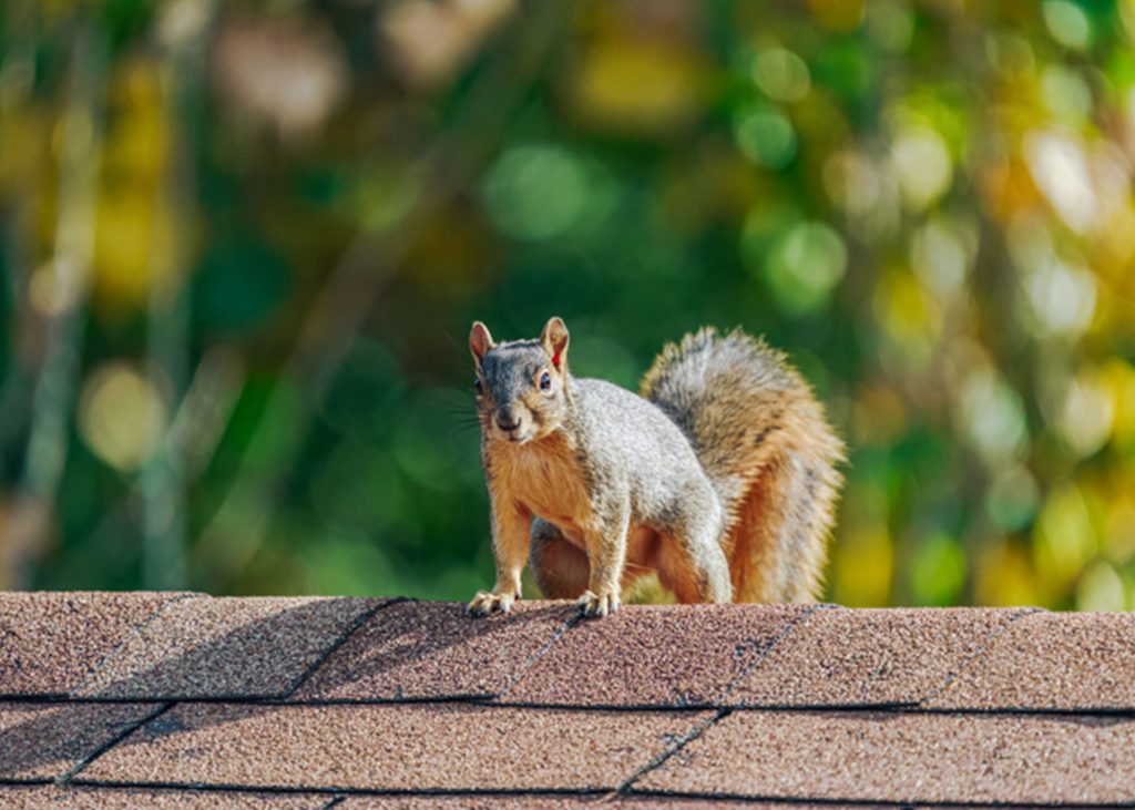 Squirrel caught by Wildlife X Team oklahoma city.
