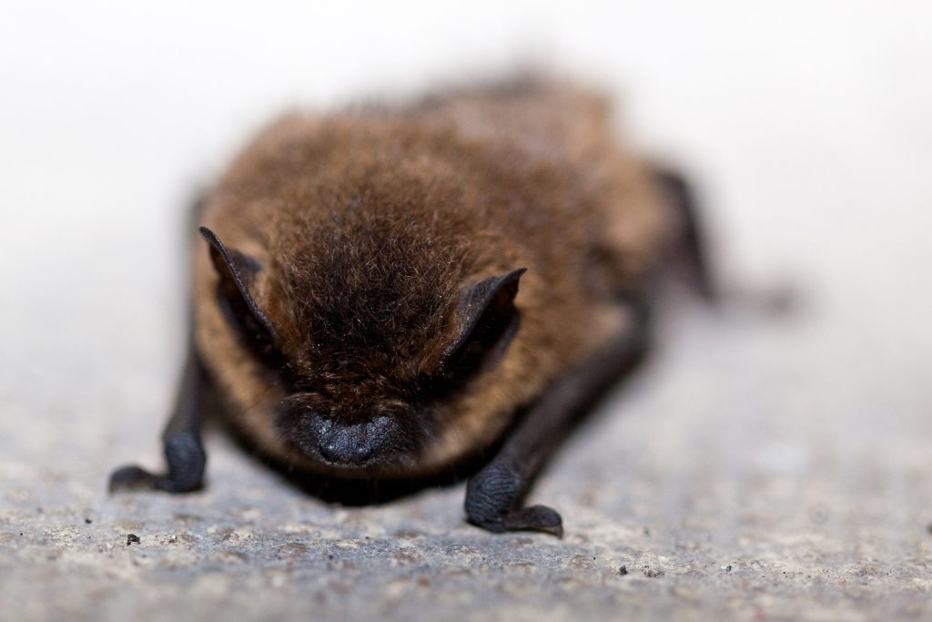 Bat caught by Wildlife X team oklahoma city.