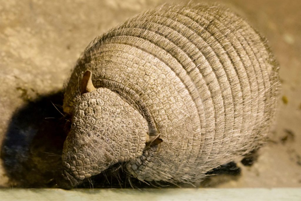 Armadillo caught by Wildlife X Team Oklahoma City