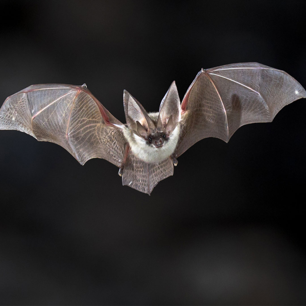 Bat removed by Wildlife x team oklahoma City