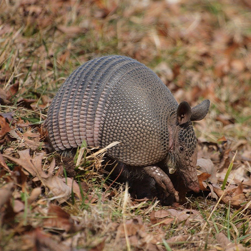 Armadillo caught by wildlife x team oklahoma city