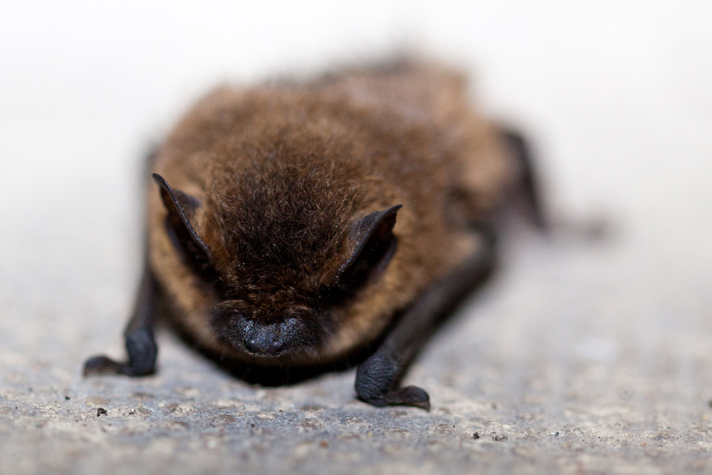 Bat humanely removed by Wildlife x team oklahoma City