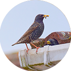 Bird removal in Broken Arrow Oklahoma - bird droppings damage
