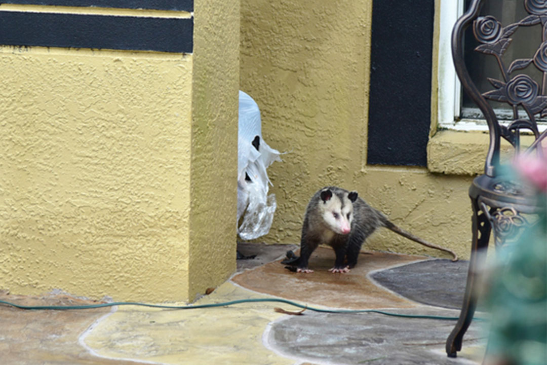 Opossum removed by Wildlife X Team Tulsa in Broken Arrow Oklahoma