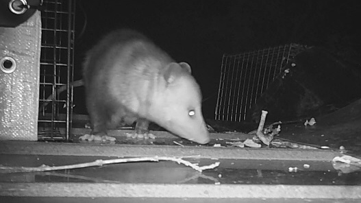 Opossum caught by wildlifexteam Oklahoma City