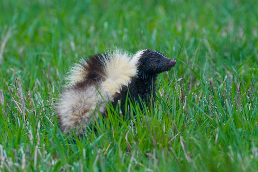 Skunk found in Edmond Oklahoma. Wildlife x team oklahoma city