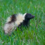 Skunk found in Edmond Oklahoma. Wildlife x team oklahoma city