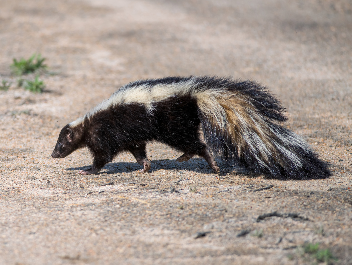 Skunk problem in Broken Arrow Oklahoma requiring professional skunk removal
