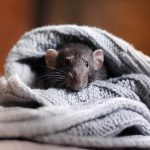 Rodents in Oklahoma city caught by Wildlife X Team Oklahoma City