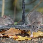 Rodent control Wildlife X team oklahoma city